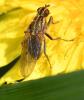 Scathophaga stercoraria